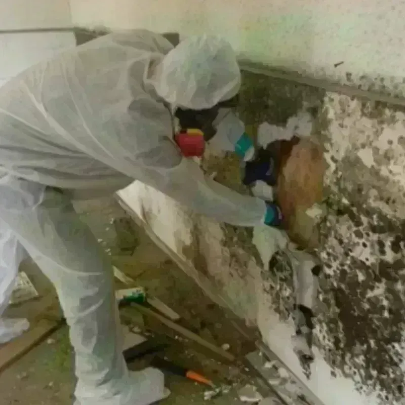 Mold Remediation and Removal in Cape Coral, FL